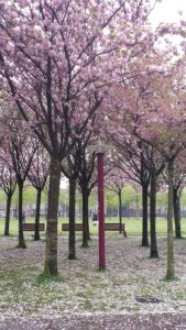 Blossoms. Discover the real Amsterdam - day 2