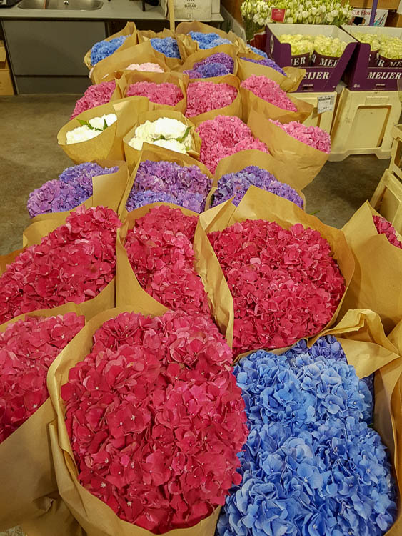 Hydrangeas