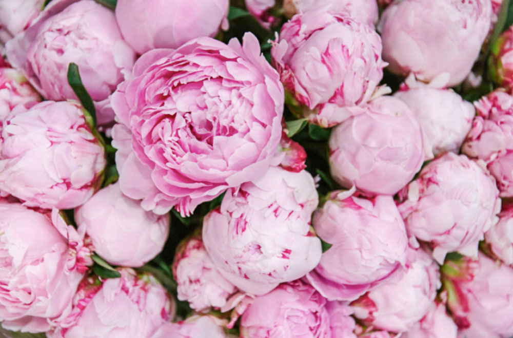 Peonies. @newcoventgardenmarket.com. The Scent Explorer