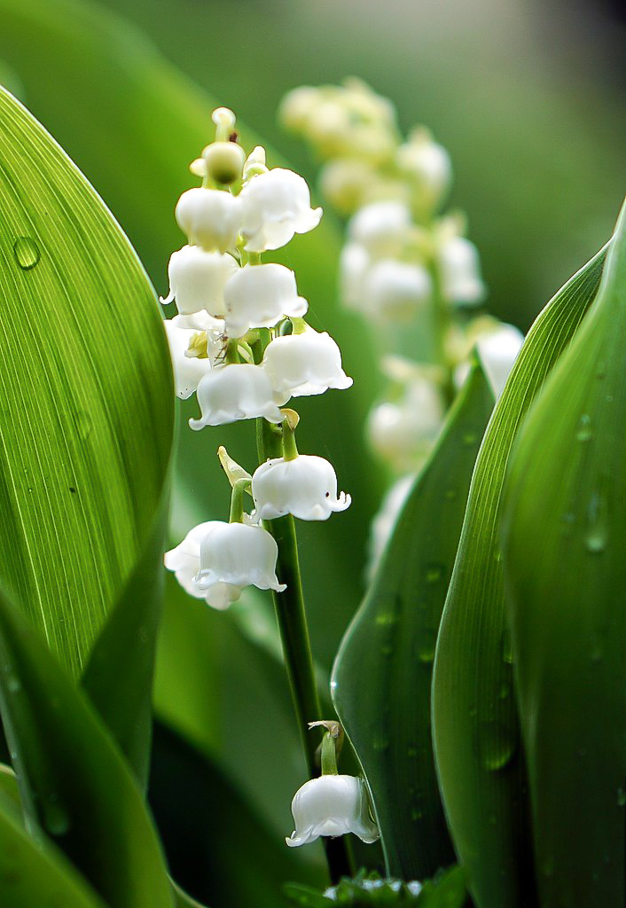 Muget Lily of the Valley Flowers